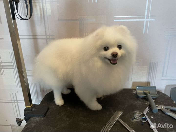 Стрижка собак