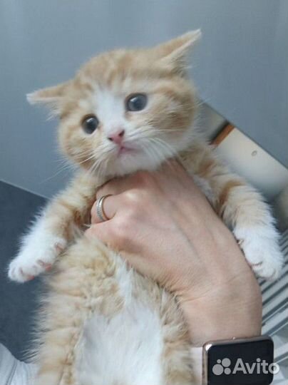 Котенок в добрые руки