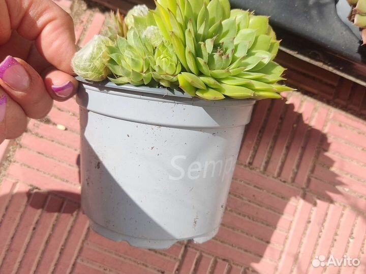 Семпервивум