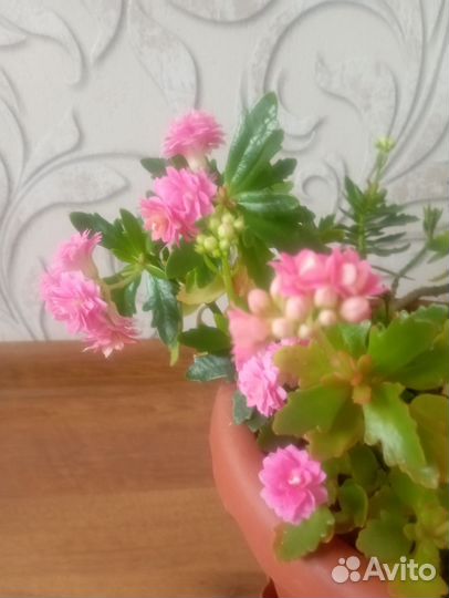 Комнатные цветы