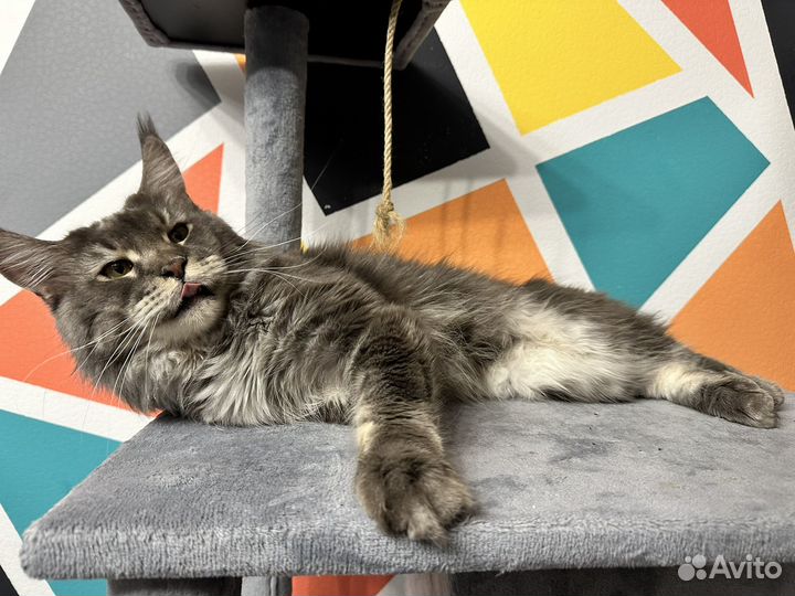 Кот мейн-кун вязка