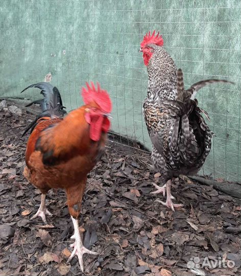 Молодые петухи
