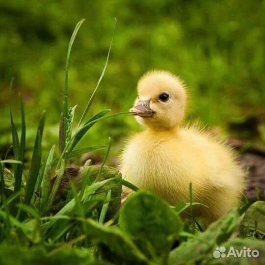 Утята (только опт)