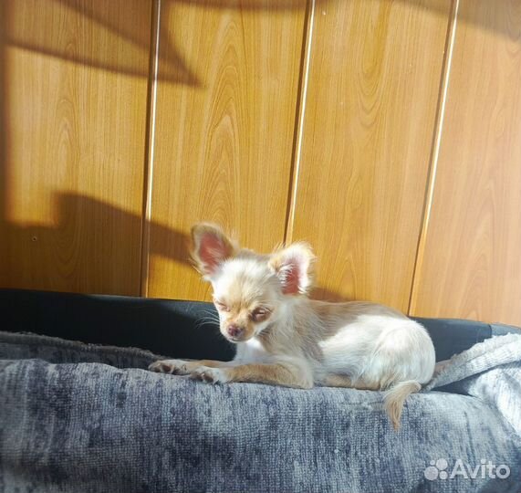 Продаю Чихуа девочку