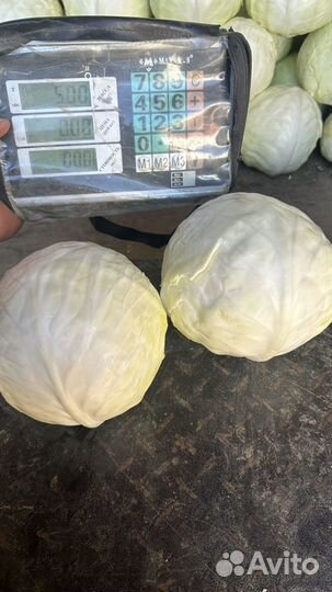 Капуста белокочанная