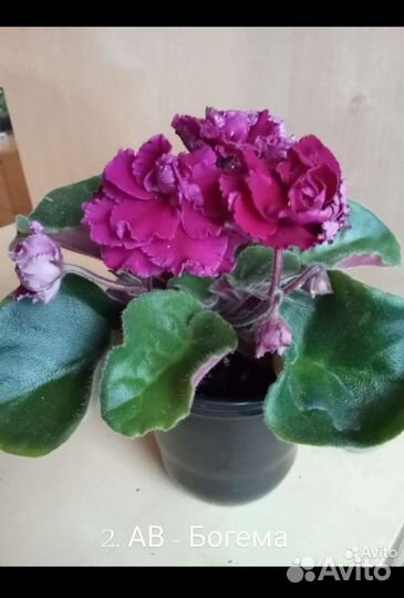 Фиалки сортовые цветущие