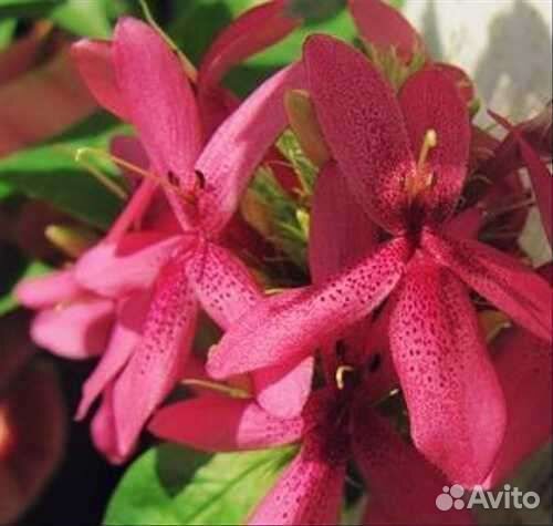 Комнатные красивоцветущие