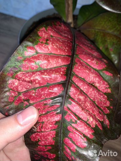 Кротон Вилма