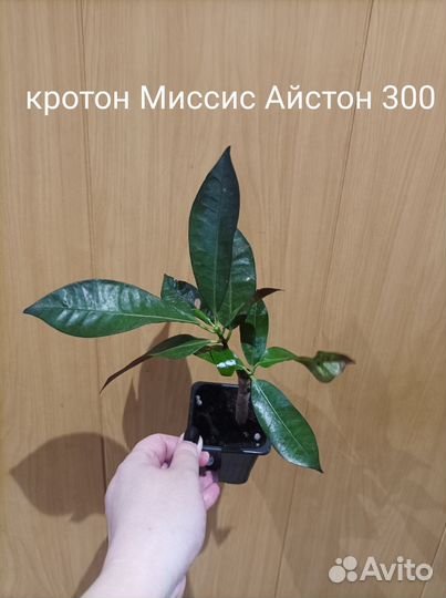 Кротон Миссис Айстон
