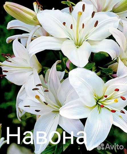 Лилии луковицы