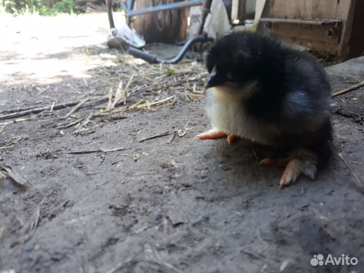 Цыплята трёх дневные Брама