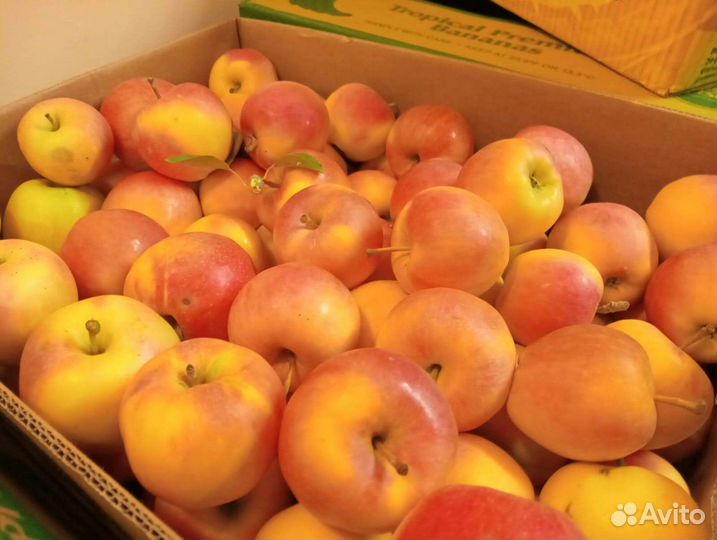 Яблоки оптом
