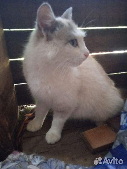 Кошка в добрые руки