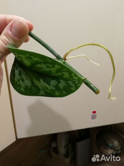 Сциндапсус расписной