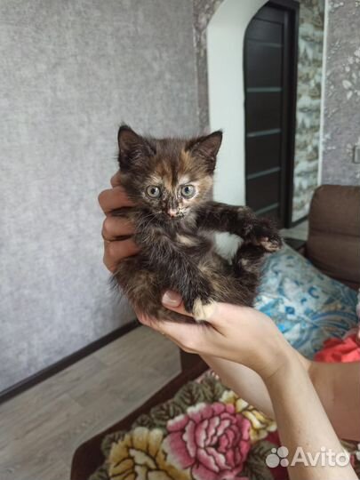 Милые котята