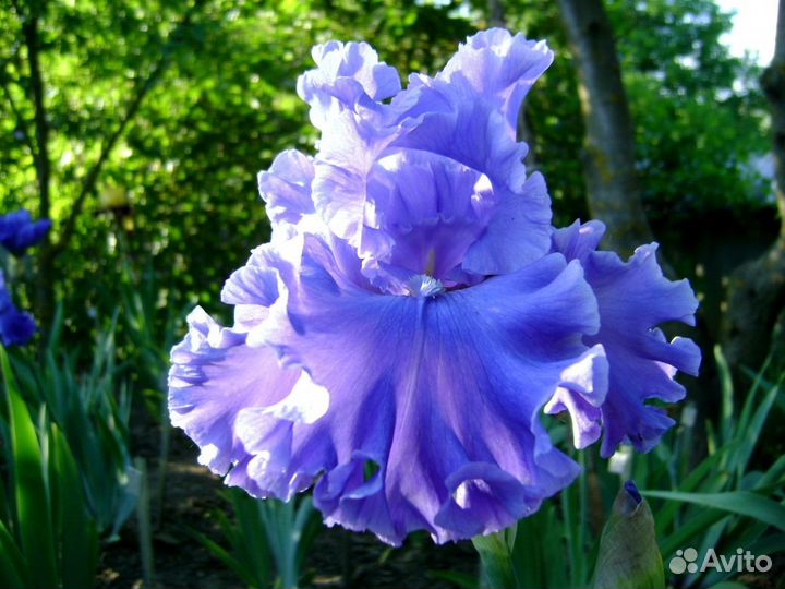 Предлагаю сортовые бородатые ирисы