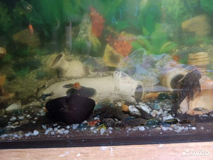 Аквариумные рыбки