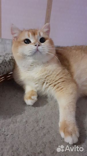 Котик ласковый енотик