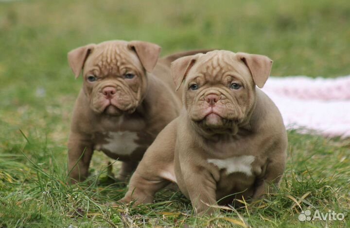 Американский булли