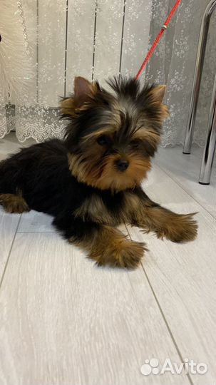 Йоркширский терьер