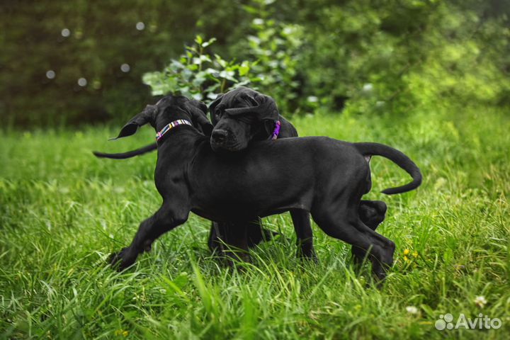 Щенки немецкого дога