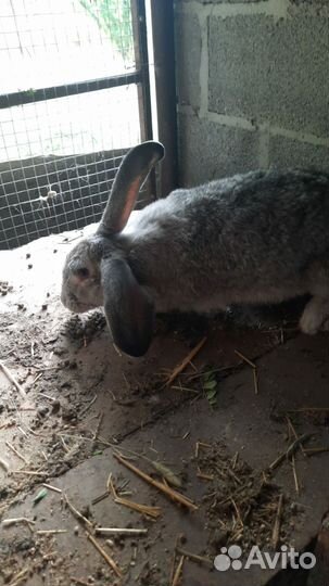 Кролики мясных пород