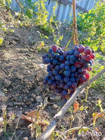 Черенки (чубуки) винограда