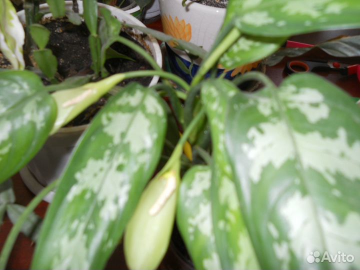 Комнатные цветы