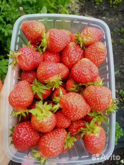 Клубника Гигантелла,Чёрный принц, Виктория ремонта