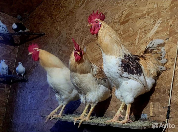 Петухи ломан браун, годовалые