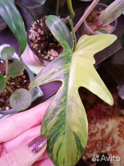 Филодендроны