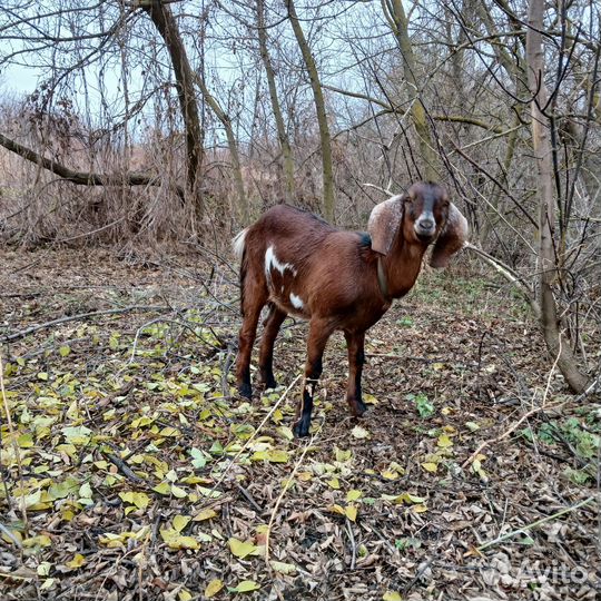 Нубийские козы