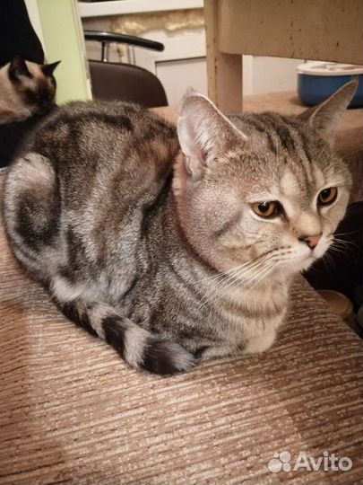 Шотландская кошка