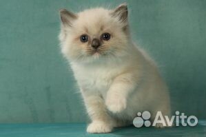 Котик. Рэгдолл