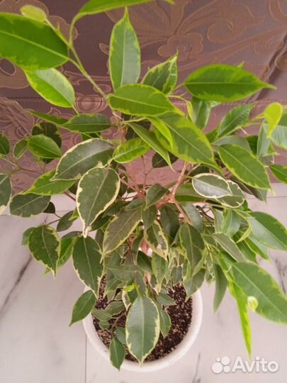 Фикусы