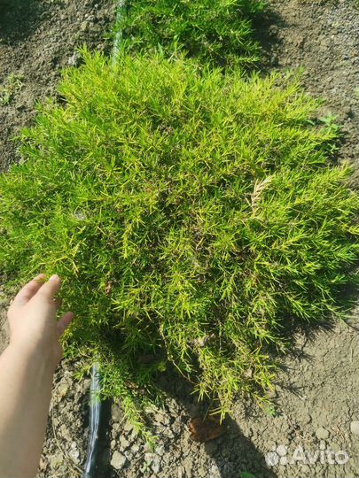 Растения, цветы для сада