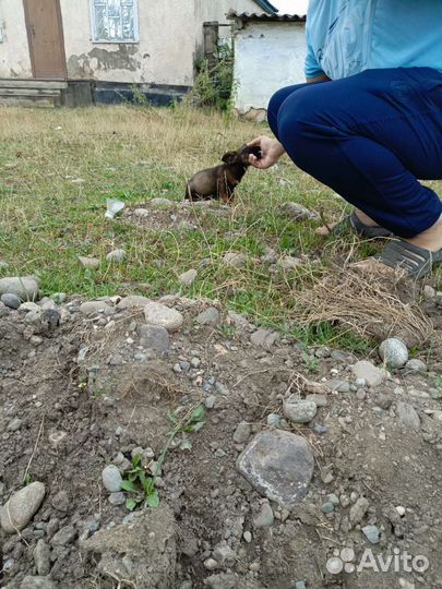 Собака в добрые руки щенок