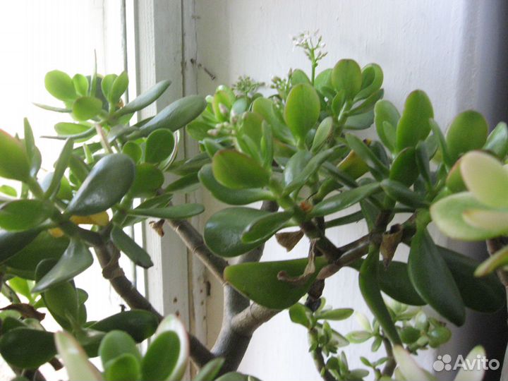 Денежное дерево - монетница