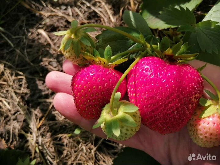 Рассада клубники