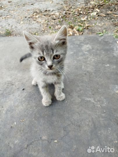 Мать, британская кошка. Отдам котят в добрый руки