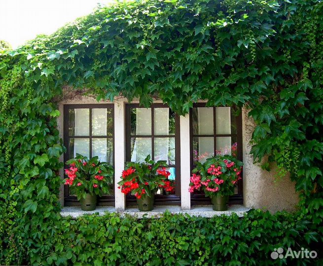 Виноград Вичи девичий триостенный плющевидный