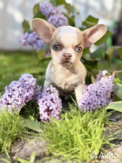 Мальчик чихуахуа