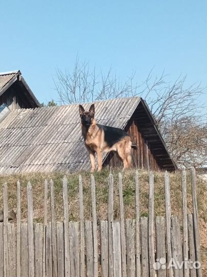 Немецкая овчарка вязка кобель