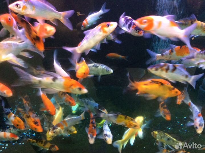 Крупные и мальки карпов кои