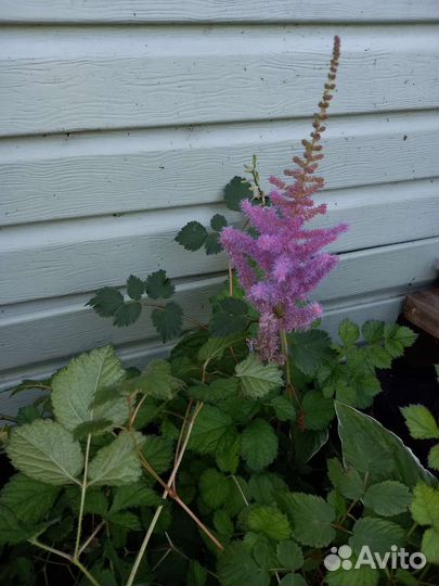 Спирия, дерен, ива