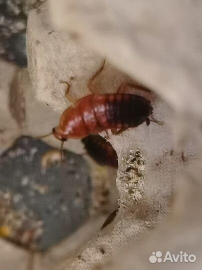 Туркменский таракан (живой). Кормовые насекомые