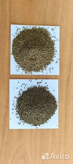 Семена люцерны