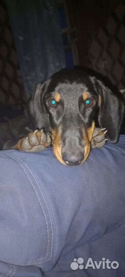 Такса вязка. Кобель