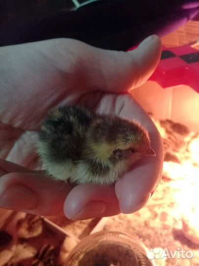 Перепелята