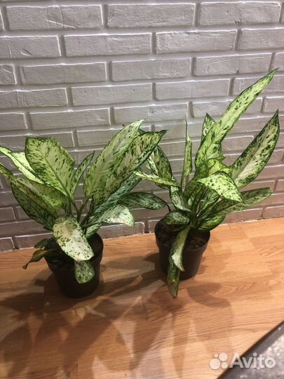 Диффенбахия везувий